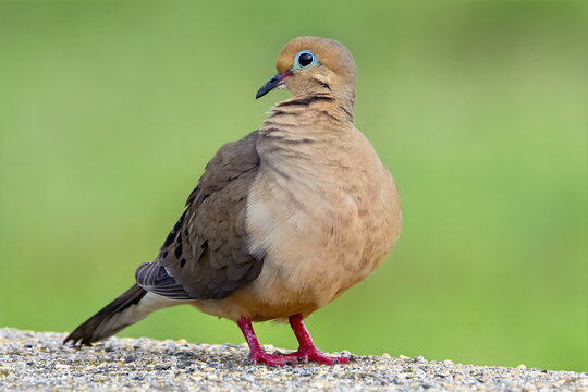 Mourning Dove Standing on Concrete
