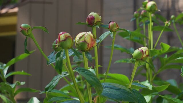 Spinning around the buds and stems while keeping them center frame in slow motion.