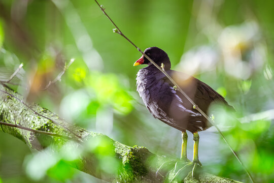 thront die Teichralle wie ein kleiner W&auml;chter eines verborgenen Reiches. Ihr roter Schnabel leuchtet als pr&auml;ziser Farbtupfer im sanften Bokeh des Waldes
