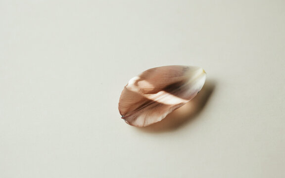 Modern Architectural Shadow on Minimalist Greige Tulip Petal Texture, wallpaper