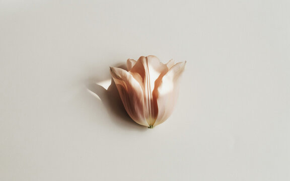 Modern Architectural Shadow on Minimalist Greige Tulip Petal Texture, wallpaper