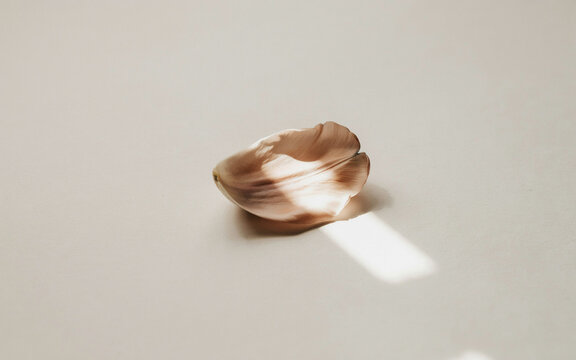 Modern Architectural Shadow on Minimalist Greige Tulip Petal Texture, wallpaper