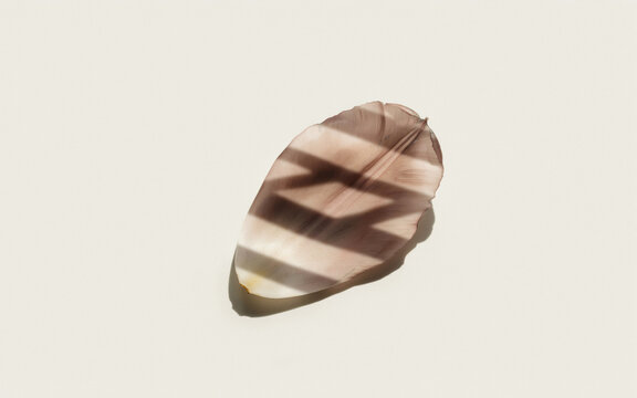 Modern Architectural Shadow on Minimalist Greige Tulip Petal Texture, wallpaper