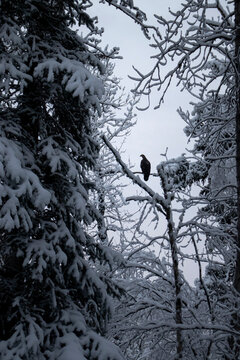 Golden eagle on a snowy tree in Alaska