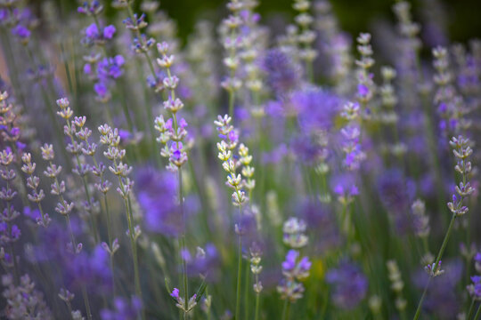 Close-up of lavender flowers. Soft focus on black banner background