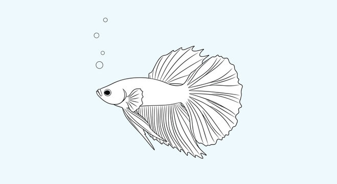 Artistic line drawing of beautiful Siamese fighting fish swimming gracefully with tiny air bubbles underwater shown on a light blue background.