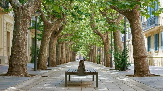 Wooden bench on paved pedestrian street under shaded green trees