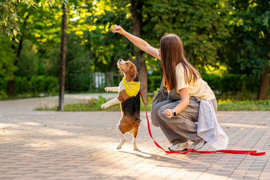 Beagle Jumping for Treat During Dog Training