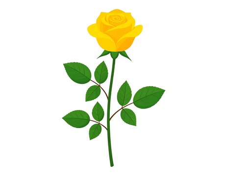 A vibrant, sunny yellow rose with detailed petals and fresh green leaves on a slender stem, set against a clean white backdrop