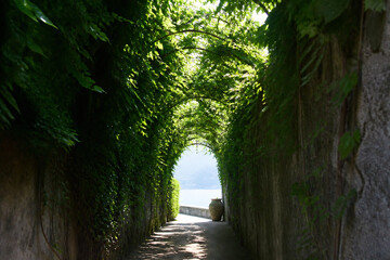 Naklejka premium A sunlit, tree-lined pathway leads through a green archway between high stone walls.