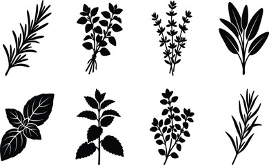 Botanical herb silhouette icons set including rosemary basil thyme sage mint and oregano isolated on white background © MdFarhad