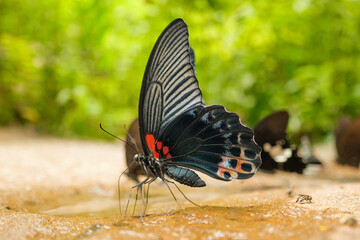 A colorful butterfly feeding on flower nectar captured in a detailed macro close-up. The image highlights the beauty of pollination, delicate wing patterns, and the relationship between insects and fl © Chitchai