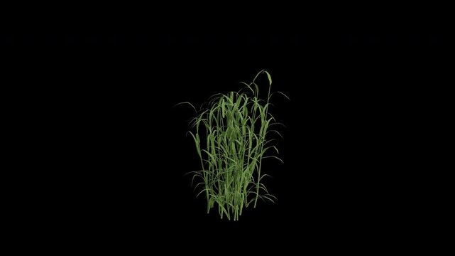 Reed Canary Grass Swaying in Wind Loop Animation with Alpha Channel. Wind Blows The Ribbon Grass. Meadow Plant Leaves Swaying. Animated Phalaris Arundinacea Moving in Breeze. Transparent BG. Loop Anim
