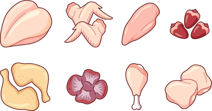 Raw chicken meat cuts vector illustration featuring fresh poultry breast fillet wings drumsticks thighs leg quarters giblets and hearts on white background