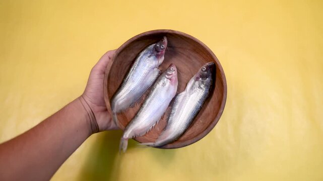 Close-up 4K video of a fresh raw Ompok bimaculatus (Pabda/Parda fish) in a wooden bowl held by an Indian man against a yellow background. Seafood, aquaculture, nutrition, and fresh market concepts.