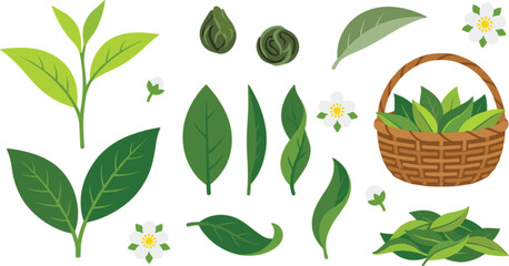 Fresh green tea leaves vector set featuring sprouts organic herbs basket matcha buds and white blossoms illustrations © Dulal creation 