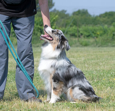 training of australian shepherd