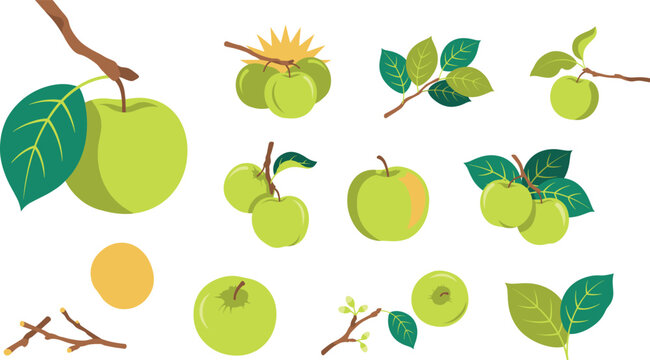 Fresh green apple fruit harvesting and botanical vector illustration set featuring ripe apples hanging on branches with leaves, stems, and design elements.