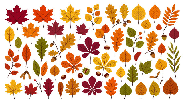 Large collection of autumn leaves and forest seeds isolated on white. Vibrant fall foliage set including maple, oak, and chestnut leaves in warm red, orange, and yellow tones for seasonal design.