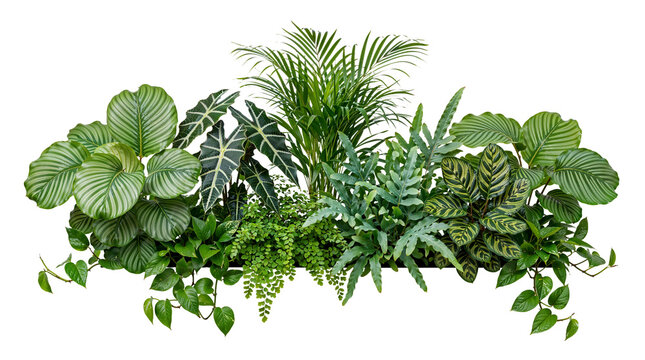 Tropical plants on a transparent background