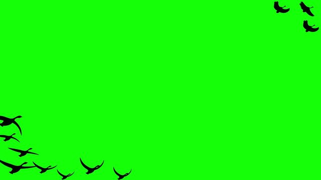Birds flying in a flock against a bright green screen background allow for easy subject extraction and compositing into various outdoor scenes for video production or creative digital artistry.