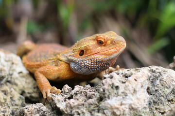 Obraz premium Bearded dragon lizard on Natural Habitat ,Close up image of Inland Bearded Dragon (Pogona vitticeps), Australian Bearded Dragon 
