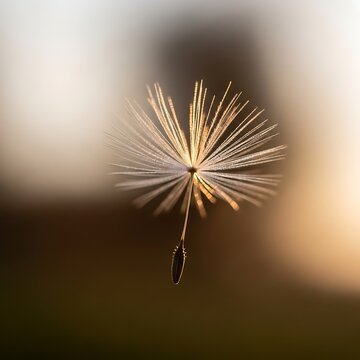 Delicate Dandelion Seed Floating in Warm Blurred Natural Light
