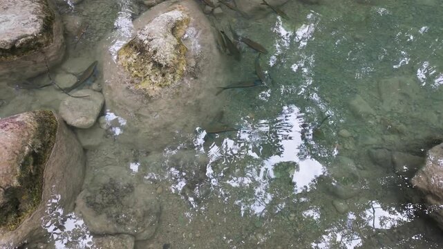 Long river fish hover around pale submerged rocks in a clear shallow stream, filmed from directly above for nature or relaxation projects.