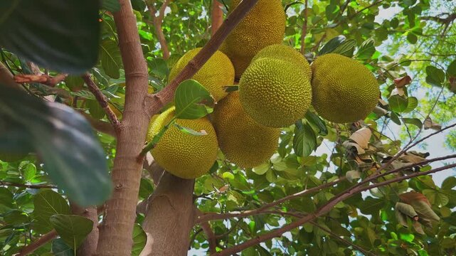 Closeup view of multiple ripe jackfruits growing in a dense cluster on a healthy tree surrounded by lush green foliage in bright natural daylight.