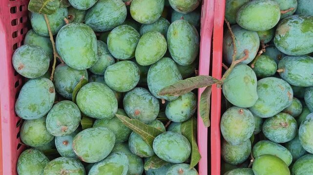 Smooth top view tracking shot across crates filled with freshly harvested raw green mangoes, highlighting natural texture, vibrant color, and abundant seasonal farm produce.