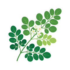 Obraz premium Moringa oleifera branch with green leaves and white flowers botanical illustration.