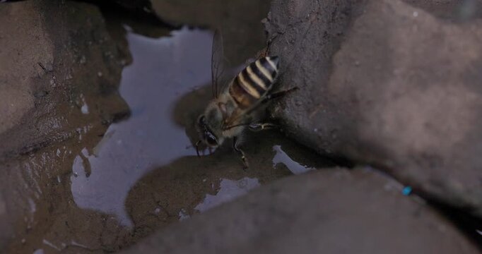 Apis cerana Indian Honey bee worker filtering moisture from mud and flying off; cinematic summer drought behaviour.