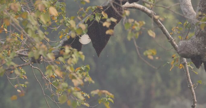 Ruined Giant Honey Bee hive after a raid on fig tree; slow motion summer swarm reassembling