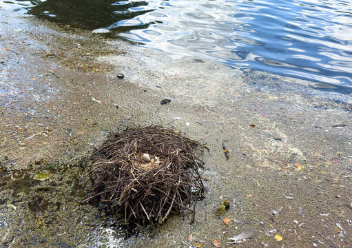 Bird's Nest with an Egg in a Pond in the City Park