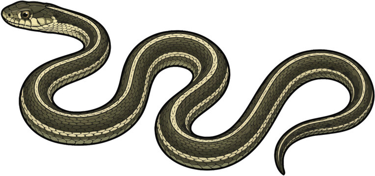 Realistic Garter Snake Vector Illustration - Olive Green Striped Reptile Side View Isolated on White Background