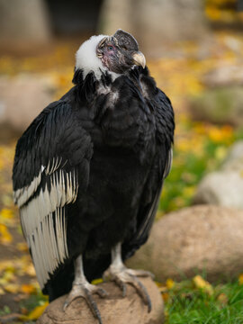 Andean condor on a stone against a blurred background.