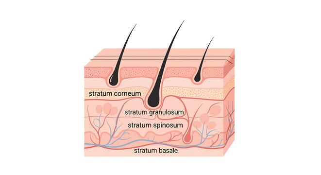 Cross section diagram of human skin layers showing epidermis stratum corneum granulosum spinosum and basale with hair follicles.