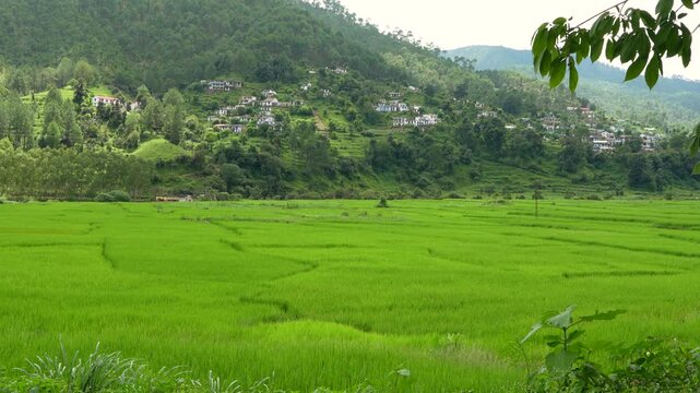 Lush Green Agricultural Fields And Scenic Hillside Village In Rural India