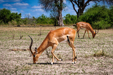 Fototapeta premium Impala in Namibia