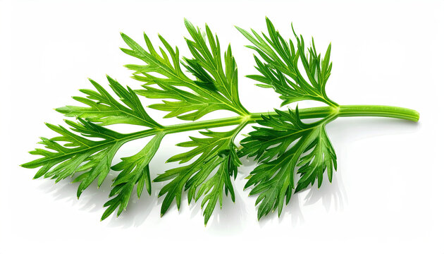 Fresh Green Parsley Leaf for Cooking and Food Preparation