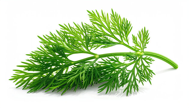 Fresh Green Herb Leaf for Cooking and Culinary Use