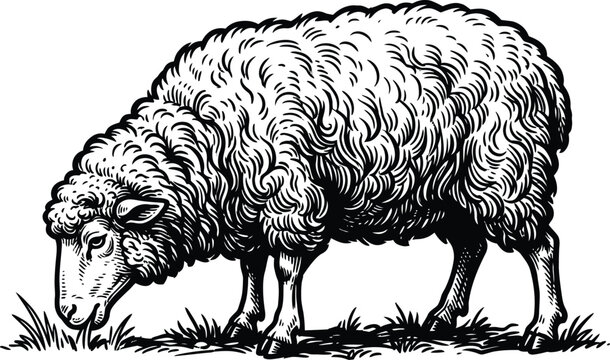 Detailed Black and White Engraving Style Illustration of a Grazing Sheep Standing on Grass