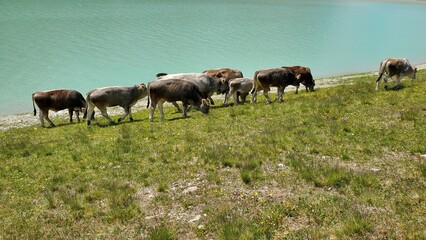 Graue Rinderherde vor Stausee © Julia Beckel