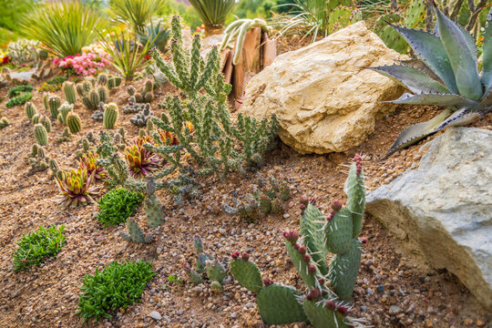 Succulents and drought tolerant low water plants in a garden