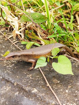 Close-up of an East Indian brown skink (Eutropis multifasciata) crawling on a stone surface surrounded by green leaves.
