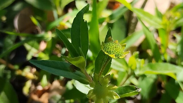 The still-green flower buds of the Eclipta alba plant commonly known as orang-aring. This plant is highly popular as a natural ingredient in hair care
