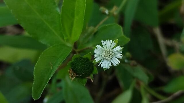 The blooming flowers of the orang aring or Eclipta alba plant. This plant is highly popular as a natural ingredient in hair care