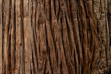 Obraz premium Close Up Textured Tree Bark with Rich Brown Tones.