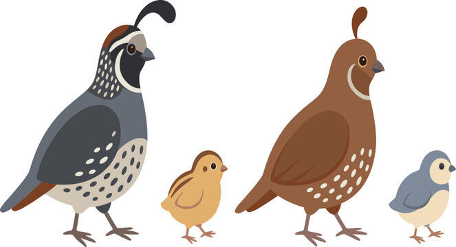 Cute quail family vector illustration set featuring adult male and female birds with their small fluffy chicks isolated on white.