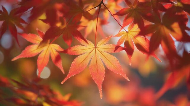 Extreme Macro Close Up of Vivid Red and Orange Japanese Maple Leaves Backlit by Warm Autumn Sunlight